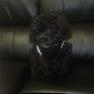 Meet your Posher, Kelly